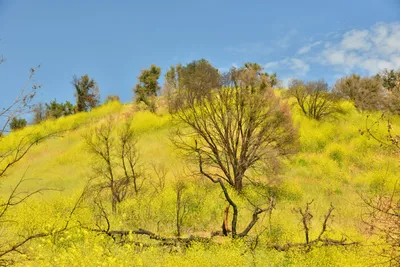 DSC_6429 (Large).JPG